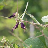 Mucuna pruriens var. pruriens (L.) DC.